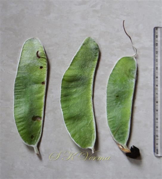  Legumes
